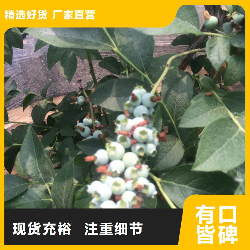 蓝莓怎么卖批发零售