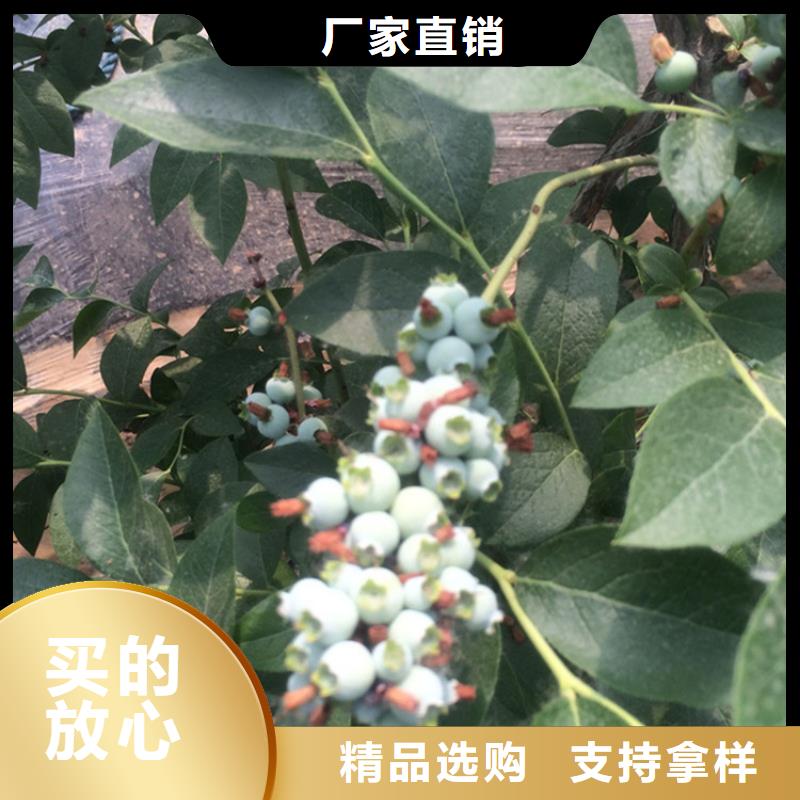 蓝莓苗无花果苗款式多样