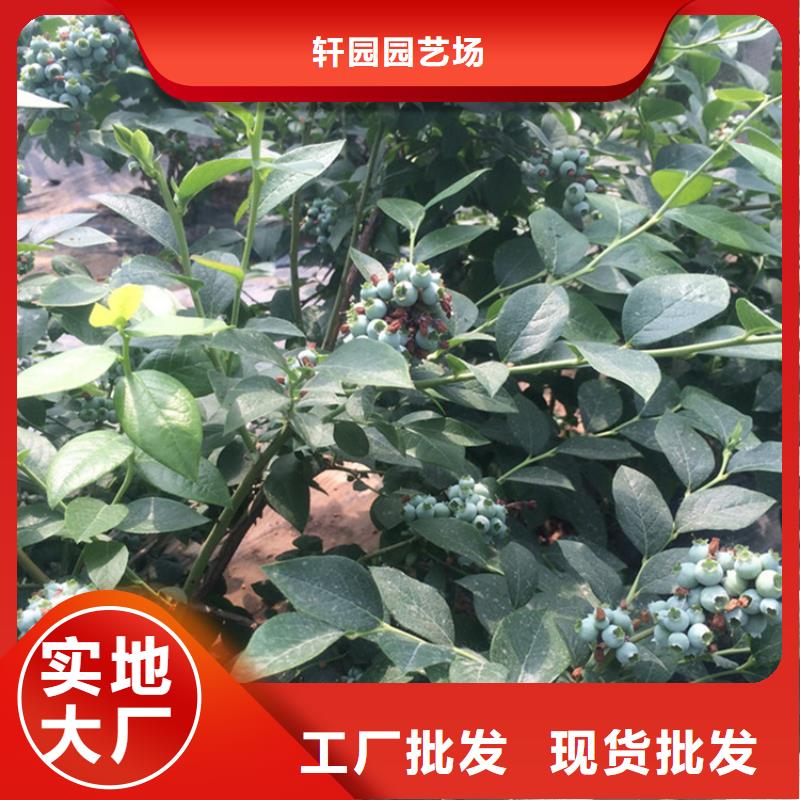 结果蓝莓树质优价廉