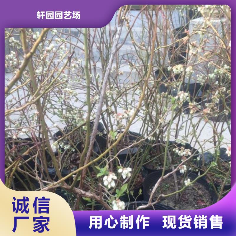 茶花蓝莓苗全国发货