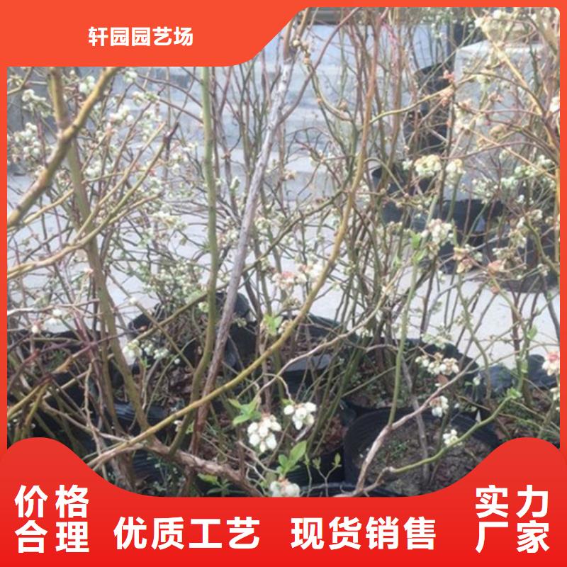 组培蓝莓苗露天种植