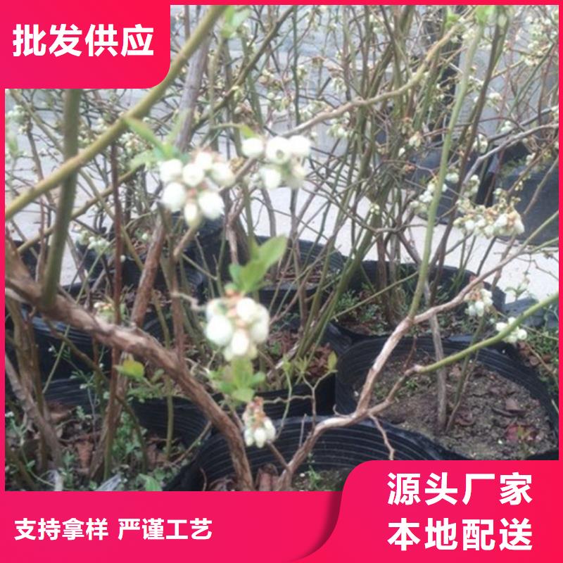 结果蓝莓树根系发达