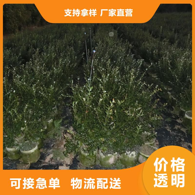 蓝莓苗无花果苗款式多样