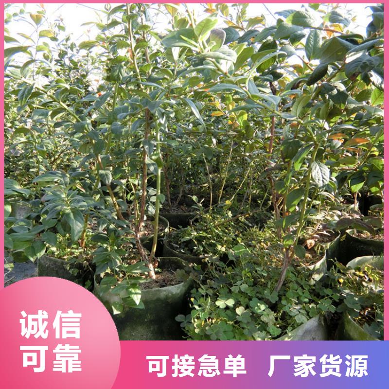 露天蓝莓苗适合种植地区