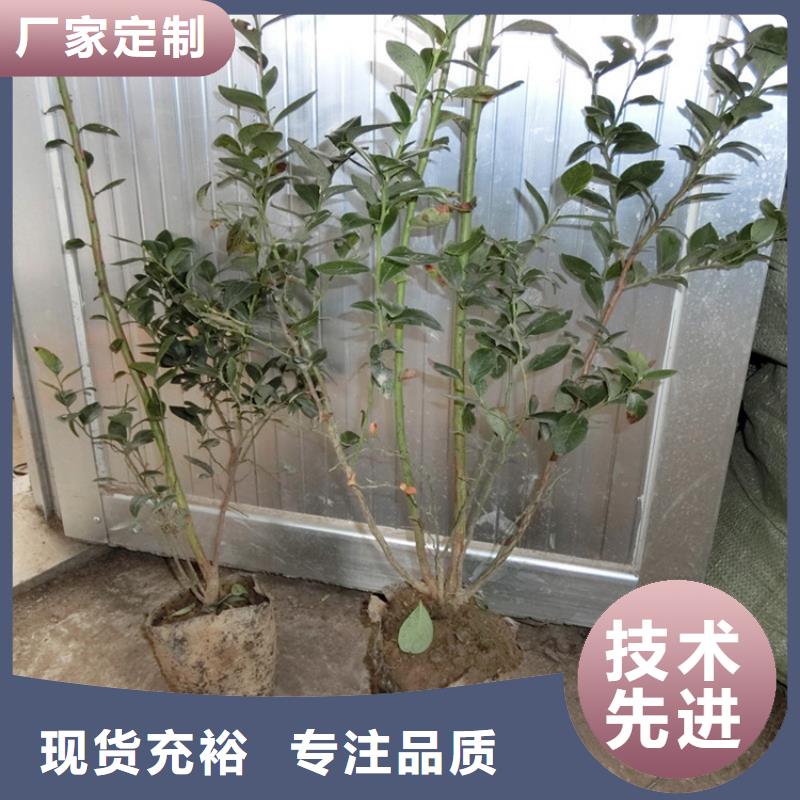 蓝莓苗无花果苗款式多样