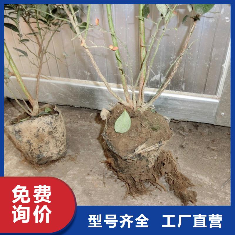 【蓝莓苗北美冬青源头实体厂商】