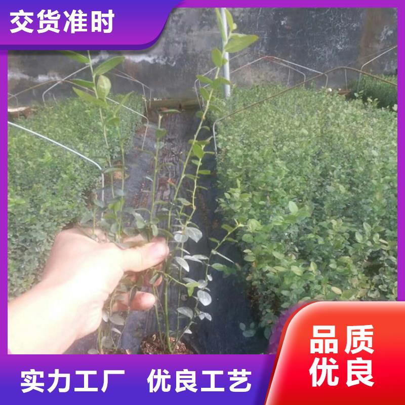 茶花蓝莓苗哪里有苗