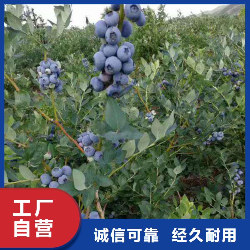 结果蓝莓树适合种植地区