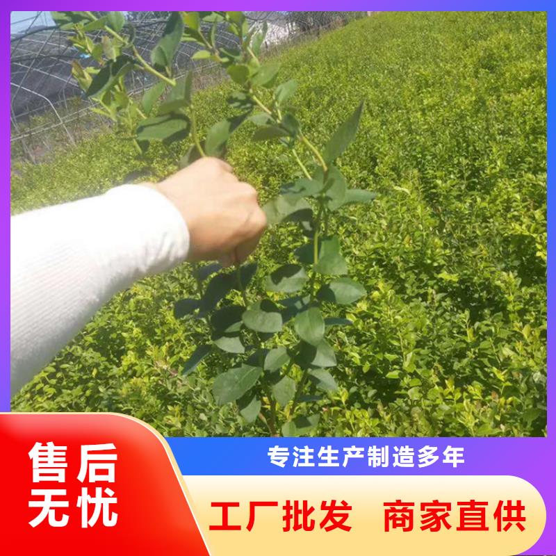 组培蓝莓苗露天种植