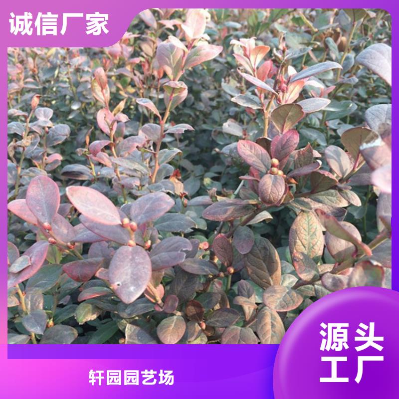 优瑞卡蓝莓苗种植管理