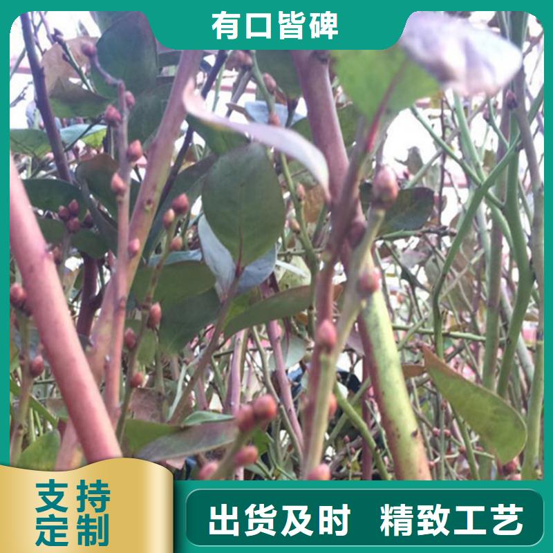 结果蓝莓树新奇品种