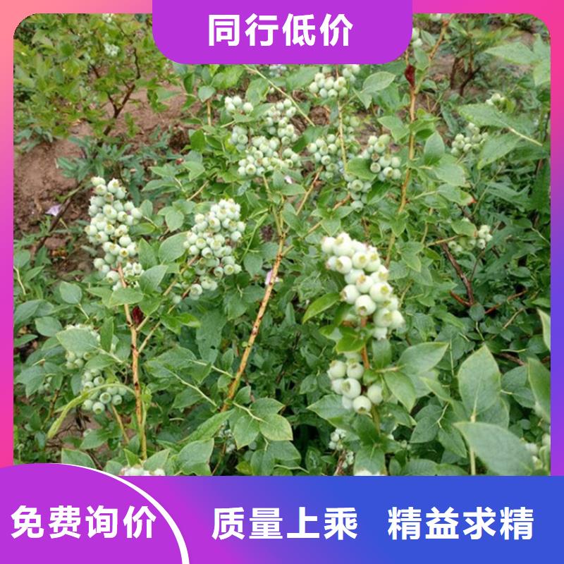 茶花蓝莓苗全国发货