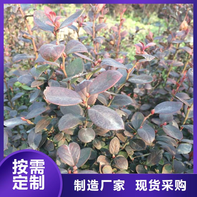 结果蓝莓树适合种植地区