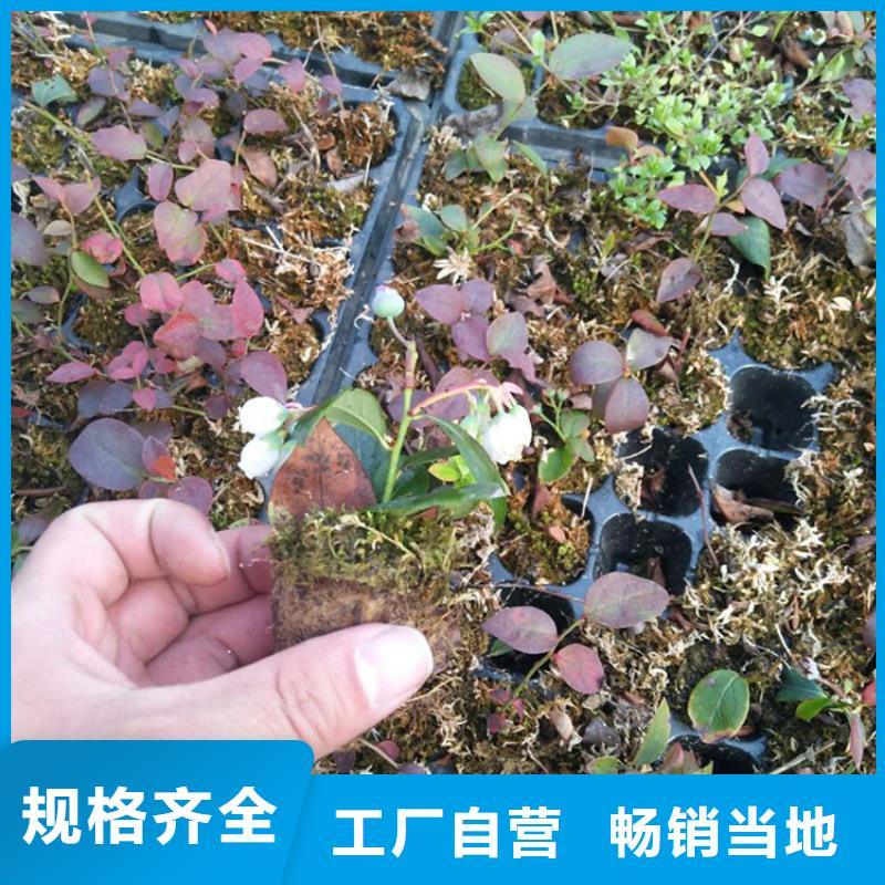 结果蓝莓树基地直销