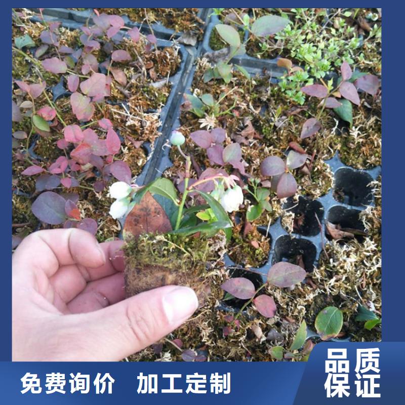 珠宝蓝莓苗一亩地栽多少棵