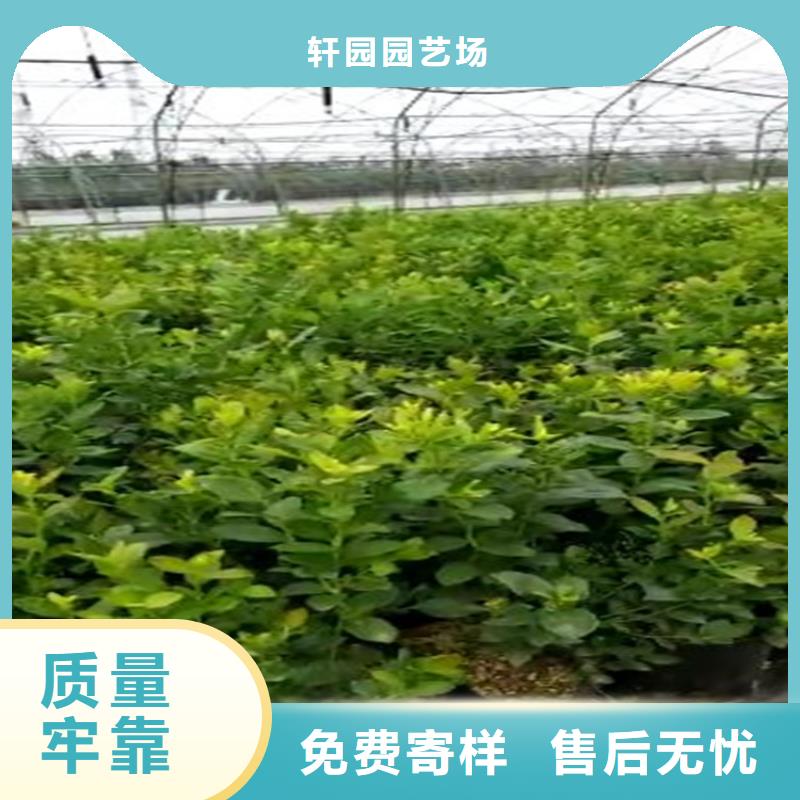 茶花蓝莓苗全国发货