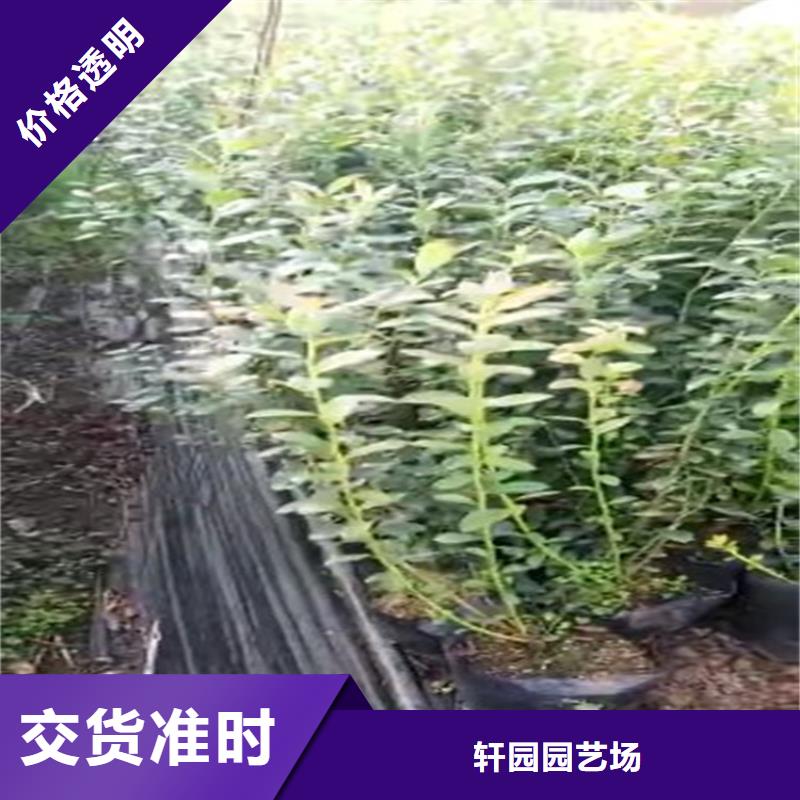 【蓝莓苗】桃树苗专注质量