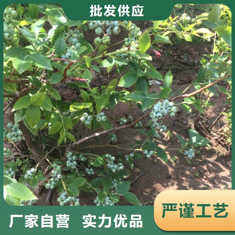 组培蓝莓苗露天种植
