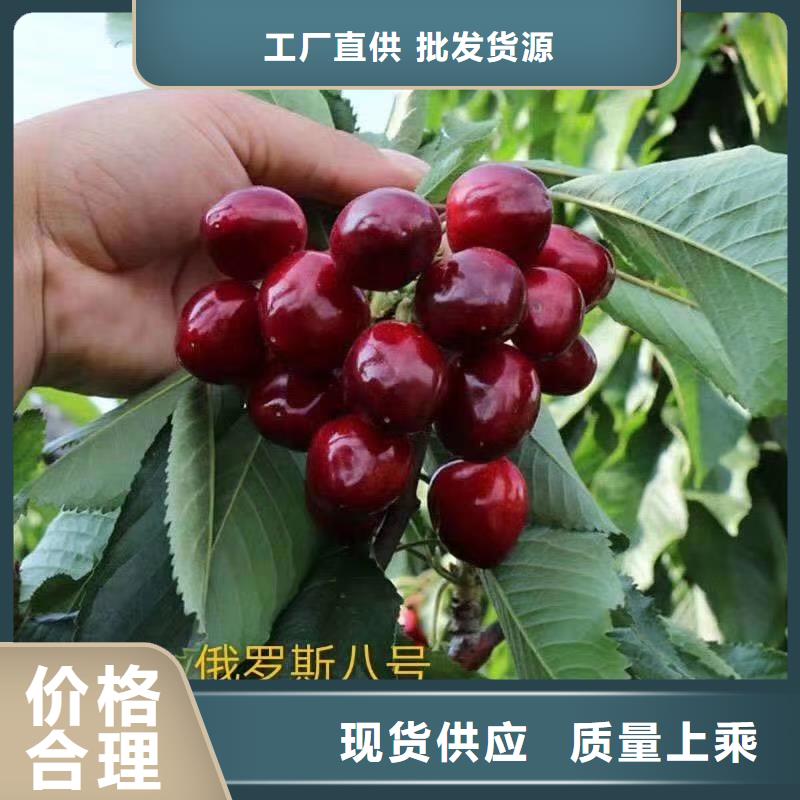 矮化车厘子苗种植技术