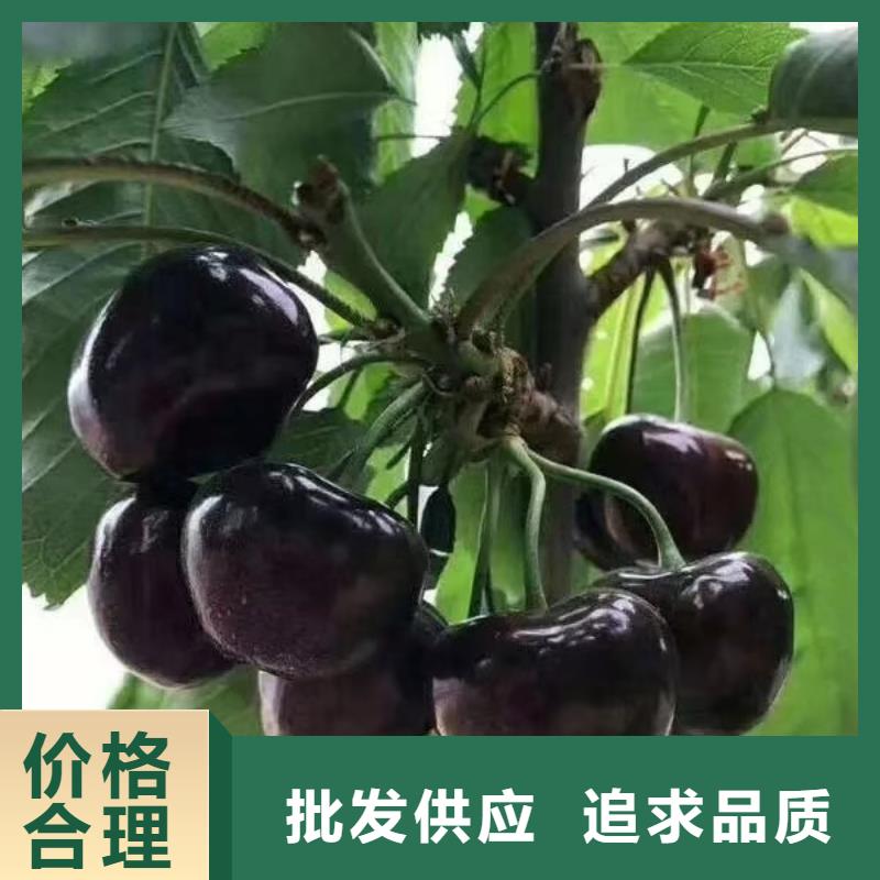 矮化车厘子苗种植管理技术