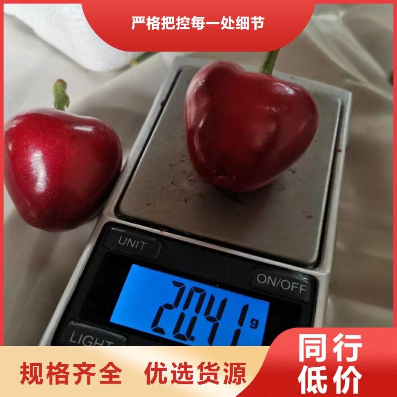 矮化吉塞拉大樱桃苗量多优惠