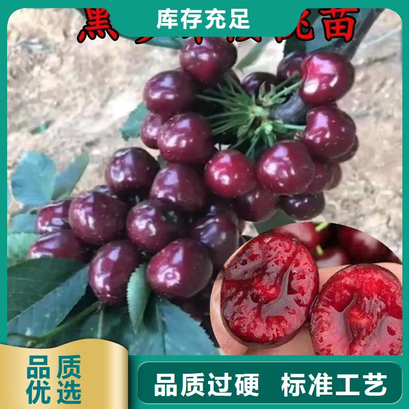 矮化吉塞拉大樱桃苗根系发达