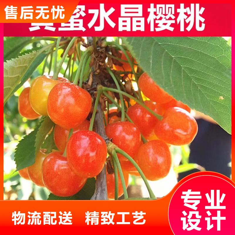 大樱桃苗根系发达