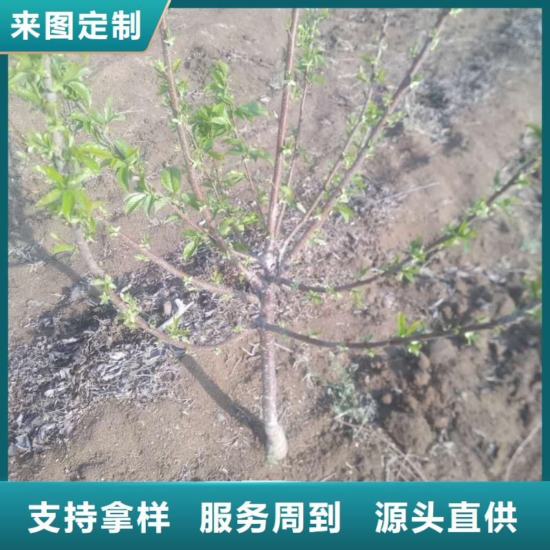 矮化车厘子苗种植管理技术