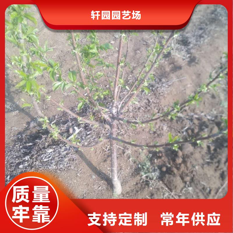 大樱桃苗种植管理技术