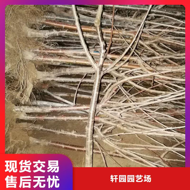 矮化车厘子树苗免费咨询