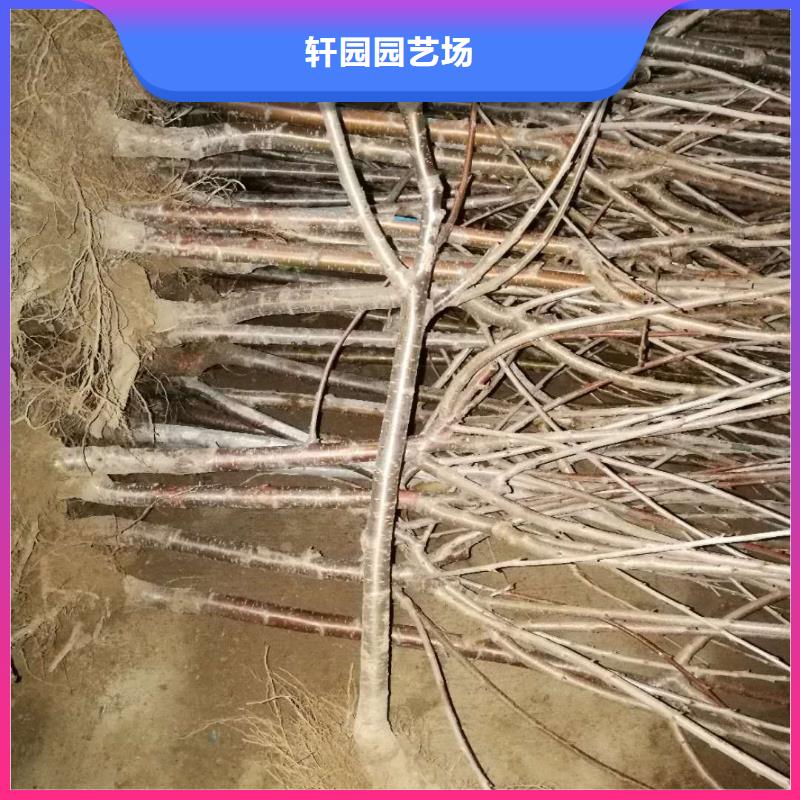 矮化大樱桃苗种植基地