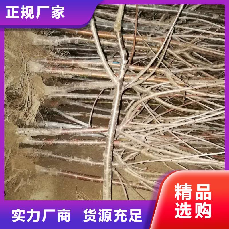 嫁接樱桃苗现挖苗现发货