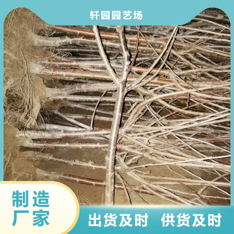 美早樱桃苗批发价格多少