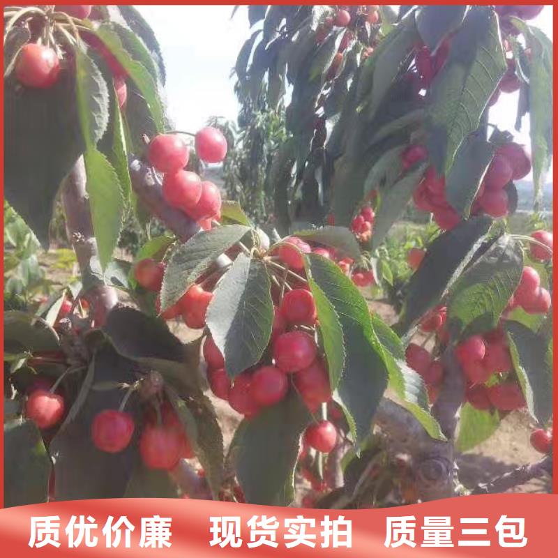 车厘子种植管理技术