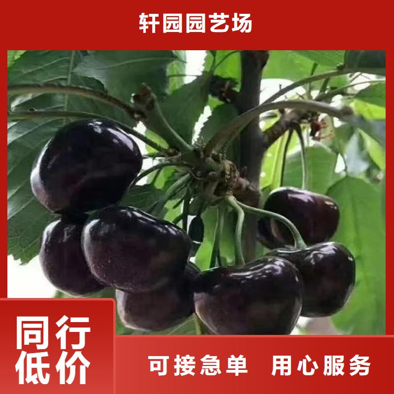 大樱桃苗质优价廉