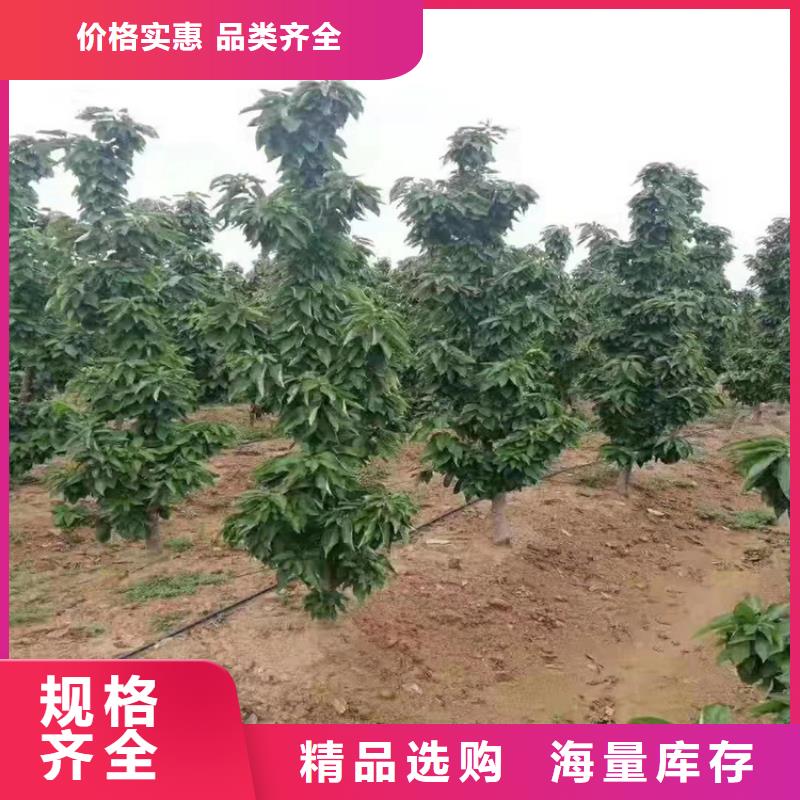 樱桃樱桃苗精选优质材料