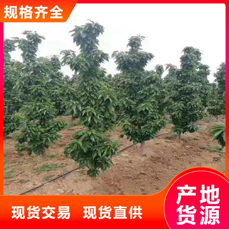 大樱桃树苗种植技术