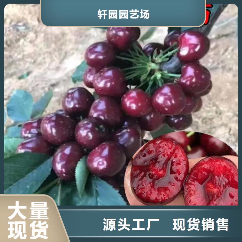矮化大樱桃苗新奇品种