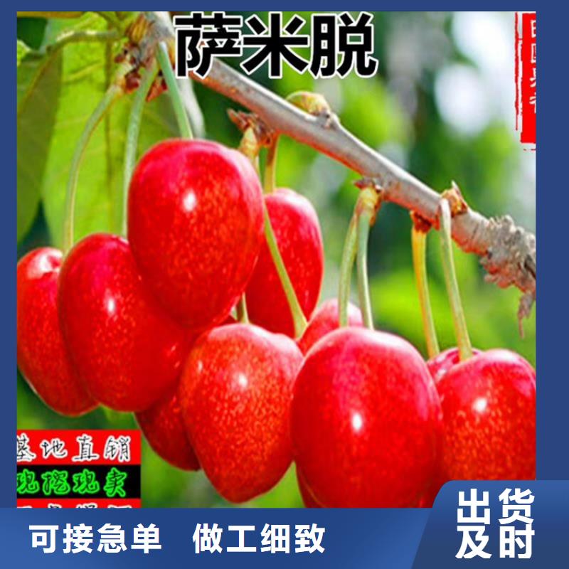 大樱桃树苗种植技术