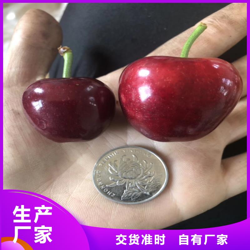 大樱桃苗量多优惠