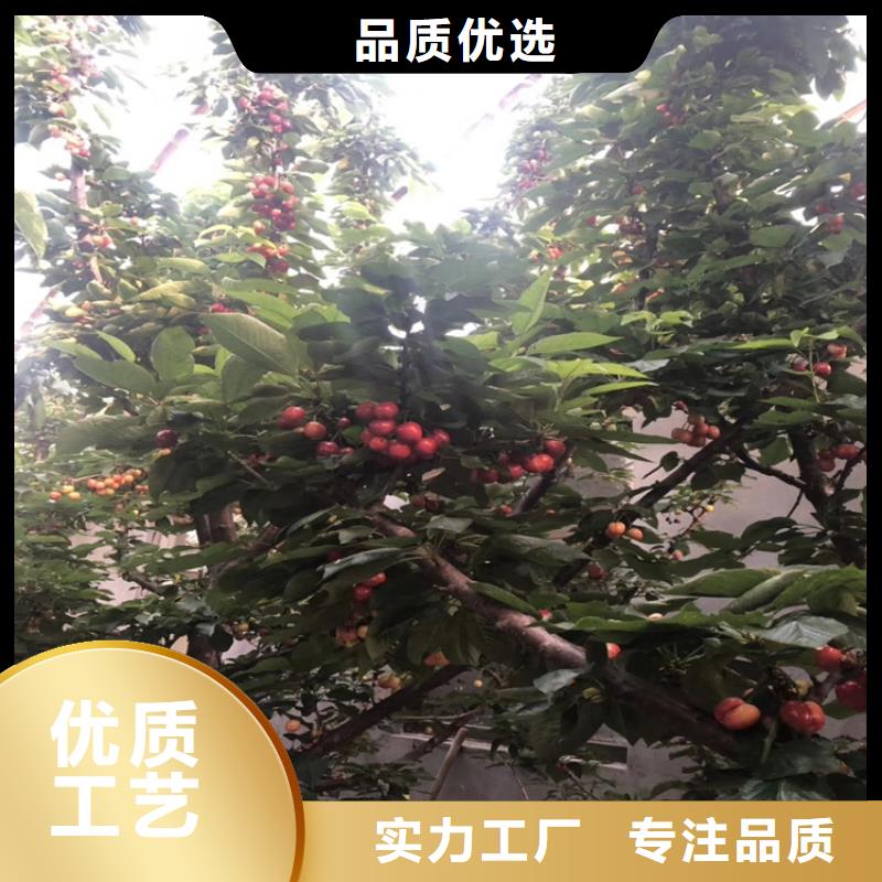 矮化吉塞拉大樱桃苗适合种植地区