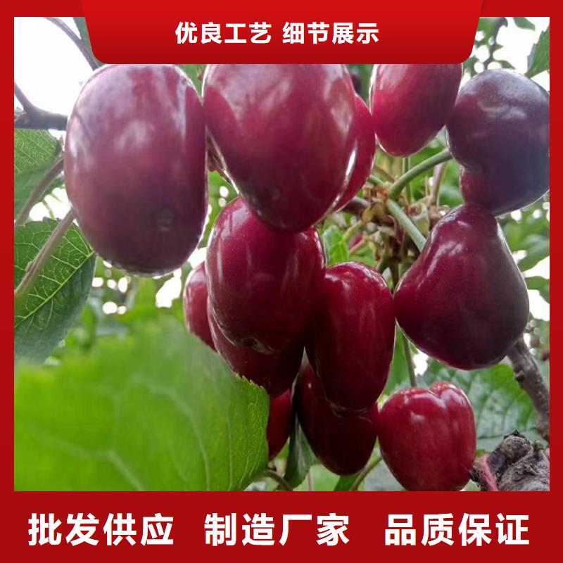 樱桃无花果苗极速发货