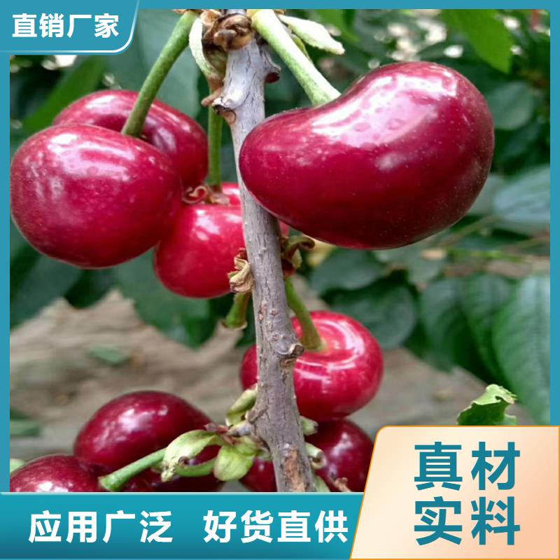 矮化大樱桃苗新奇品种