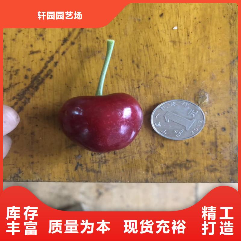 大樱桃树苗怎么卖批发零售