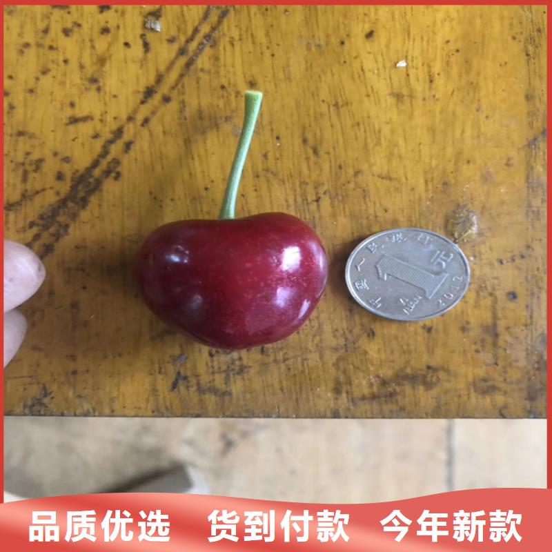 矮化樱桃苗量多优惠