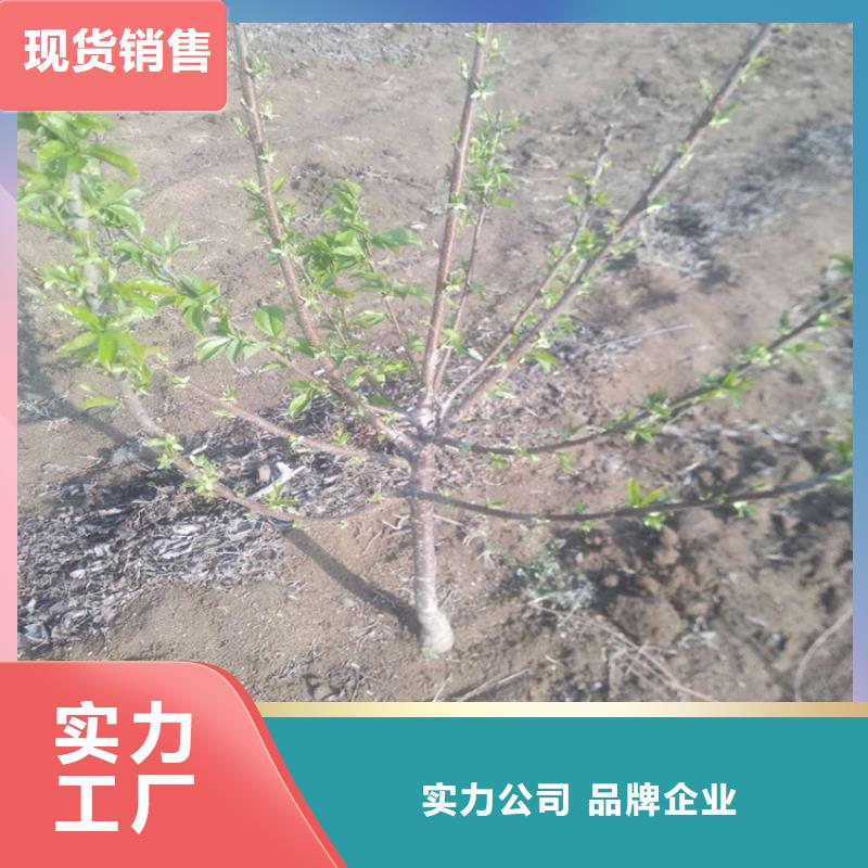 矮化车厘子树苗育苗基地