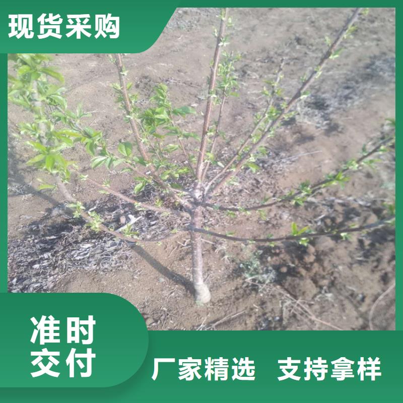 矮化大樱桃树苗育苗基地