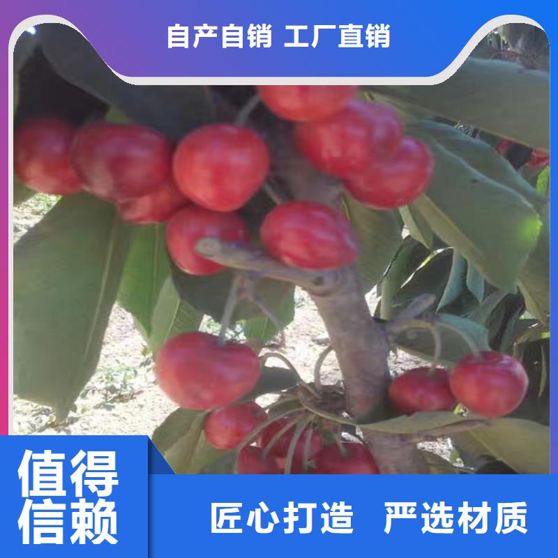 矮化大樱桃树苗种植基地