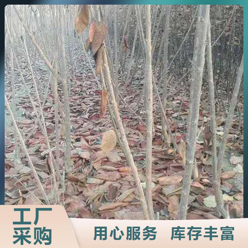 矮化大樱桃苗经济效益