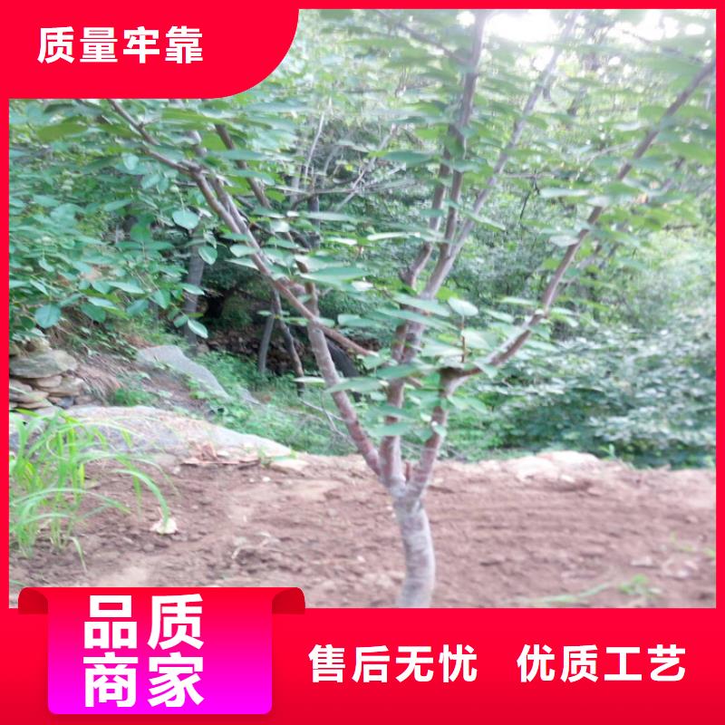 车厘子全国发货